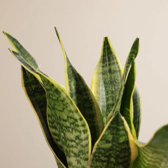 Sansevieria Snake Plant