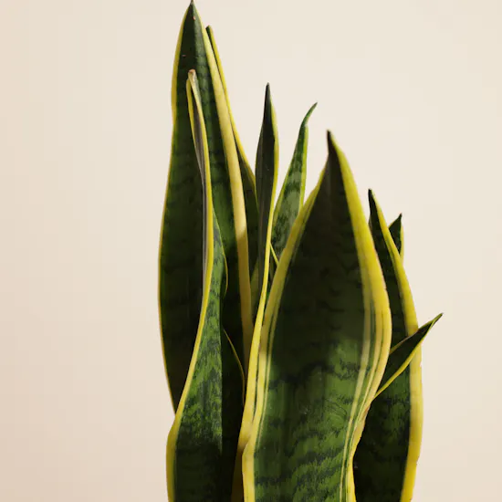 Refreshing Sansevieria Laurentii Plant
