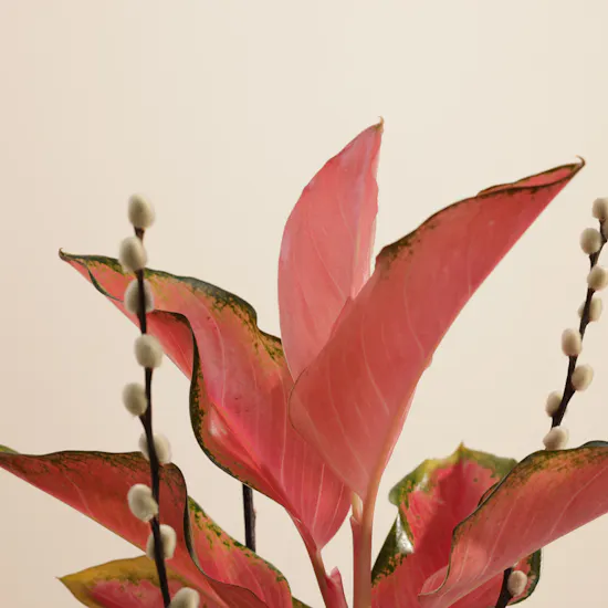 Red Joy Aglaonema Plant