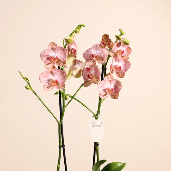 Ravello Orchid Plant | Source of kindness