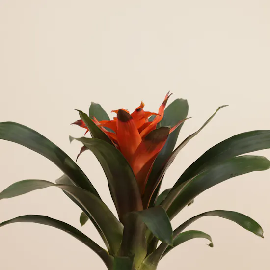 Radiant Orange Guzmania Plant