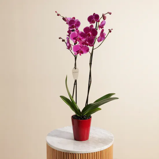 Astounding Purple Orchid Plant