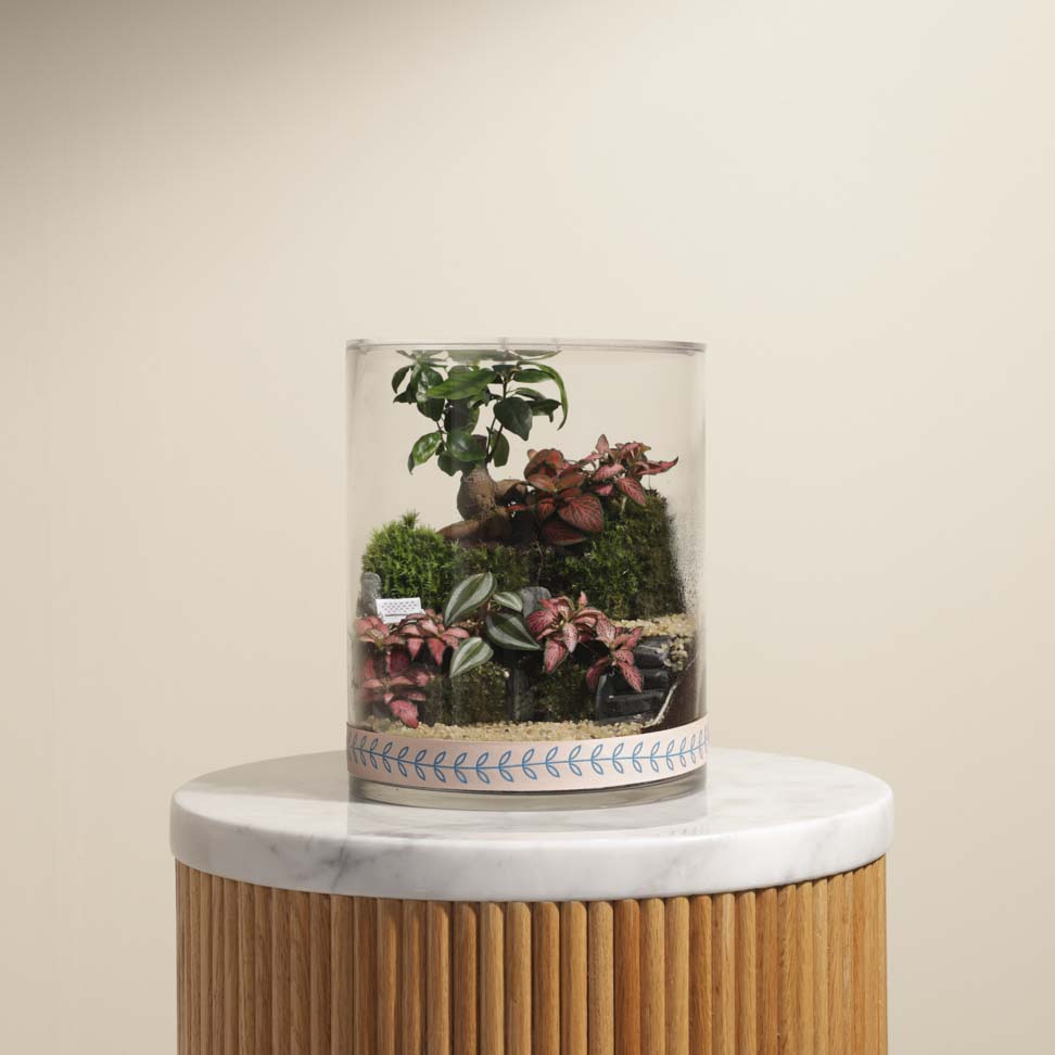 حديقة البونساي | تيراريوم مغلق