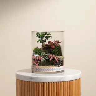 Ficus Bonsai Garden | Closed Terrarium Ficus Bonsai Garden | Closed Terrarium