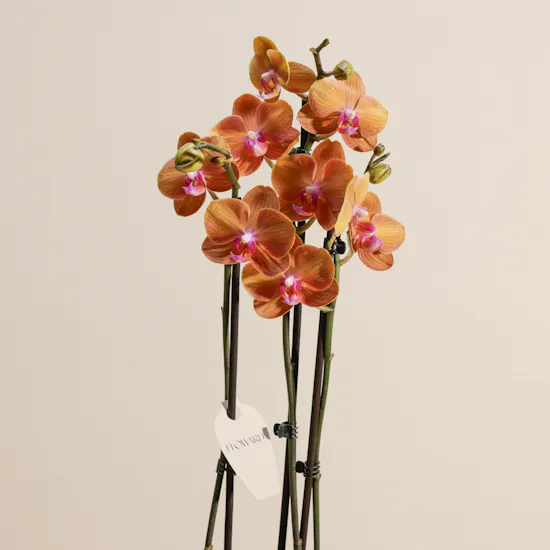 Elegant Phalaenopsis Plant Vase