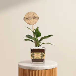 Thailandese Aglaonema Maria Earth Day Plant 