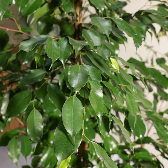 Elegant Ficus Exotica Plant Pot