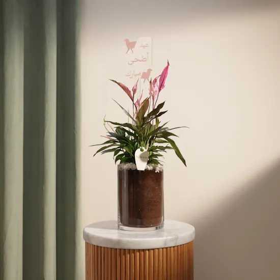 Delicate Pink Eid Adha Mubarak Spathiphyllum Plant