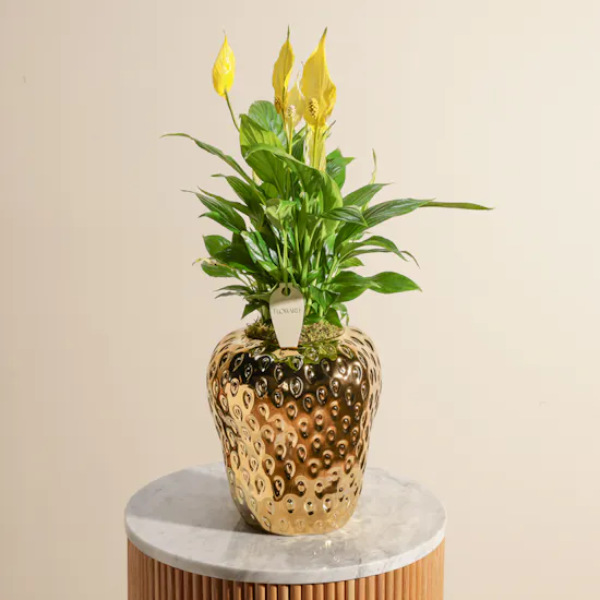 Sunny Yellow Spathiphyllum Bellini Plant