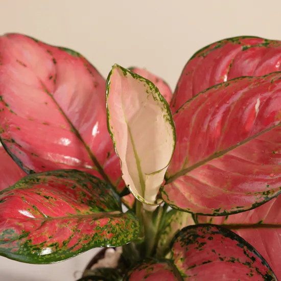 Glowy Aglaonema Red Joy Plant