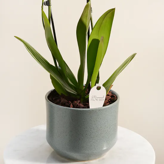 Pure Sunshine Orchid Plant Vase