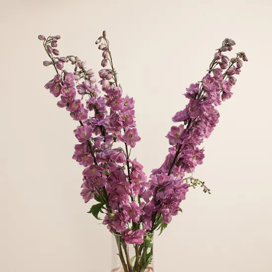 Charming Pink Delphinium