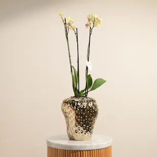 Joyful Tall Yellow Phalaenopsis Plant