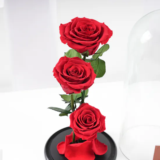 Red Preserved Roses