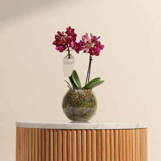 Purple Little Orchid