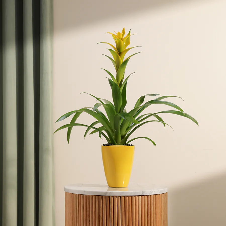 Guzmania Hilda 2