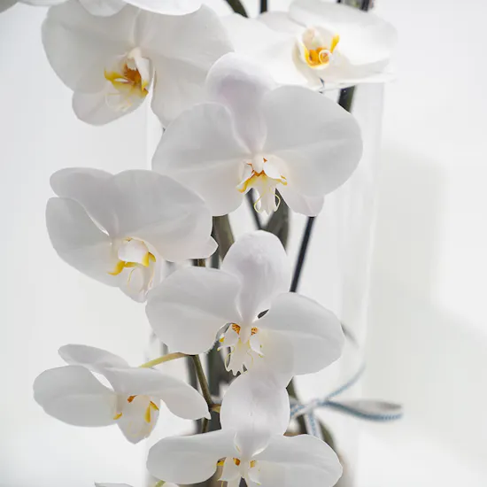 Elegant Orchid | Glass Vase