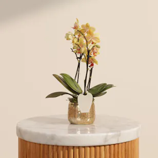 Sunny Small Yellow with Orange Dots Phalaenopsis Plant