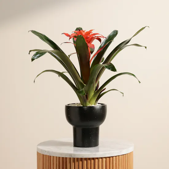 Delicate Orange Guzmania Plant