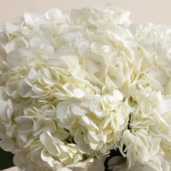 Rogaska Glam Atrium Crystal White Hydrangea Vase