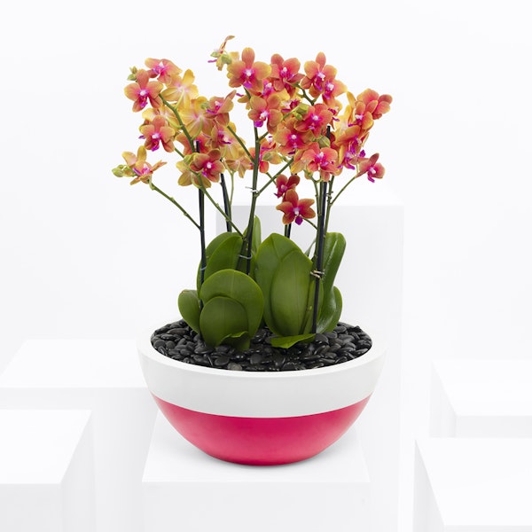 Amazing Orchid Plant Floward Qatar