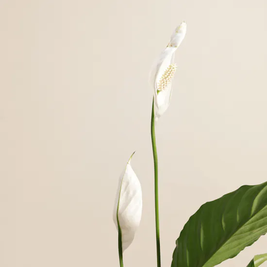 Delight Colombia Peace Lily Earth Day Plant