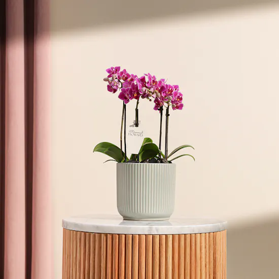 Purple Little Orchid Plant