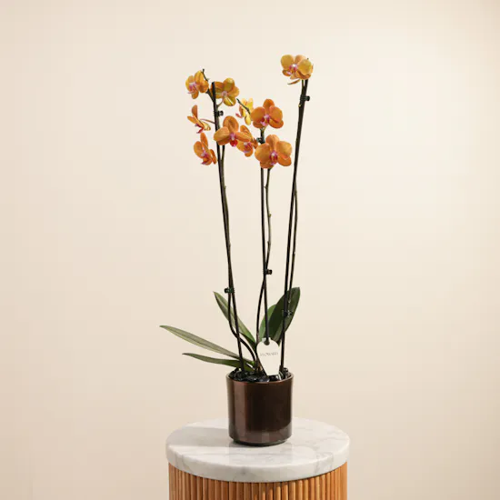 Shiny Orange Phalaenopsis Plant
