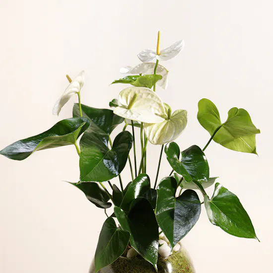 White Anthurium Montana