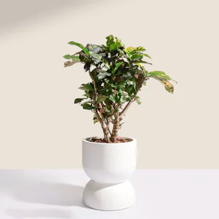 Grand Codiaeum Variegatum Plant Grand Codiaeum Variegatum Plant