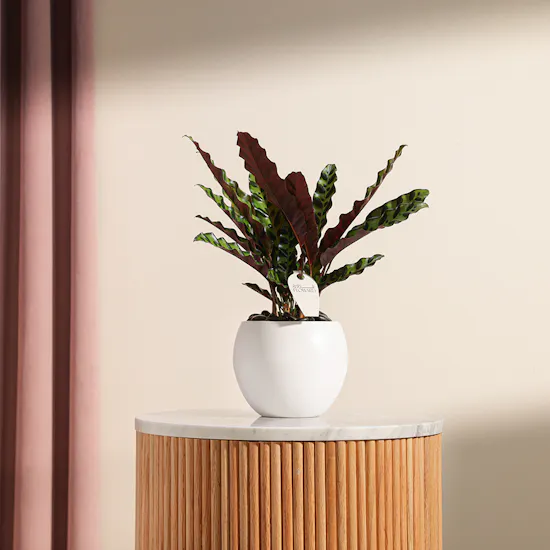 Calathea Lancifolia | Creamic Pot
