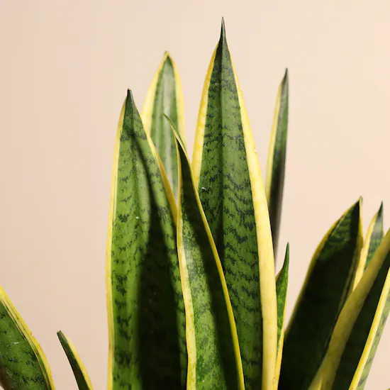 Elegant Sansevieria Laurentii Plant