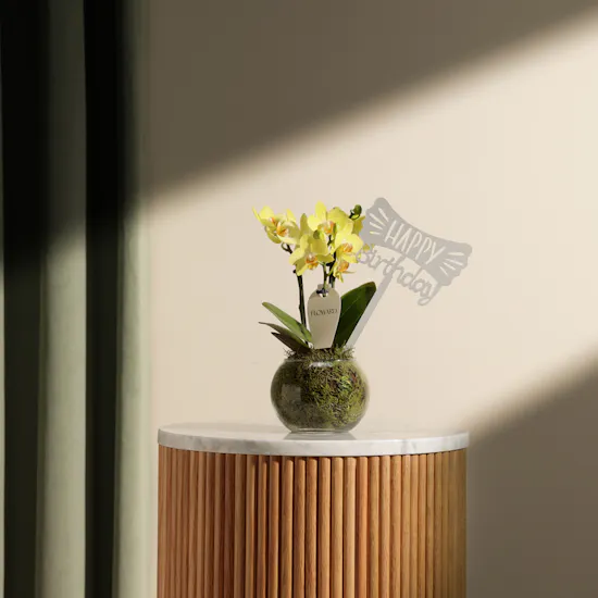 Cheerful Birthday Yellow Phalaenopsis Plant