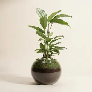 Elegant Calathea Vittata Plant Elegant Calathea Vittata Plant
