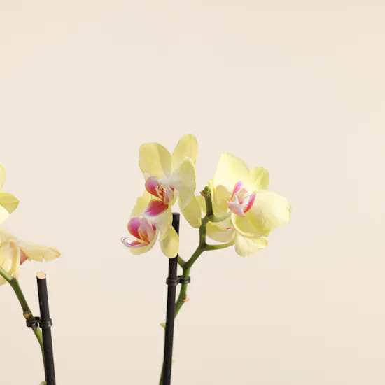 Joyful Tall Yellow Phalaenopsis Plant