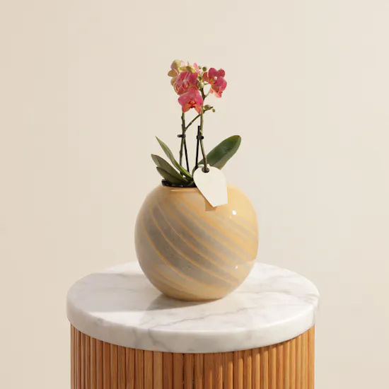 Radiant Small Pink Phalaenopsis Plant