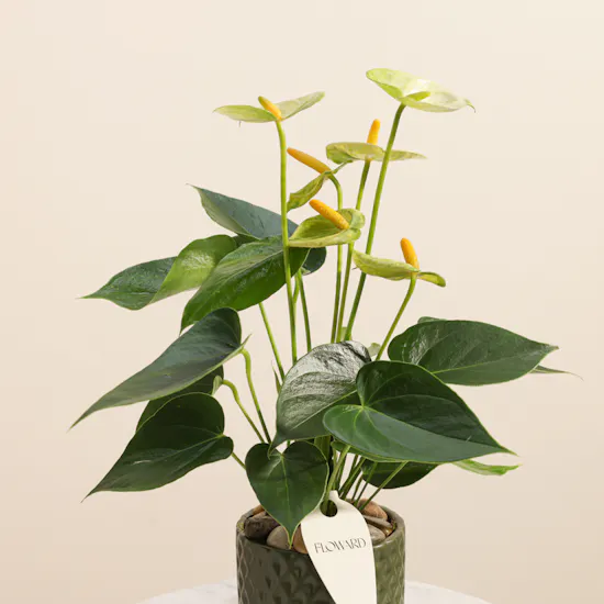 Elegant Light Green Anthurium Plant