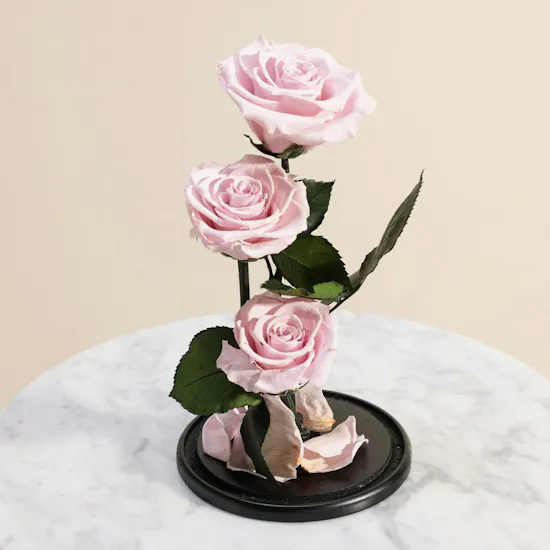 Preserved Pink Roses Dome