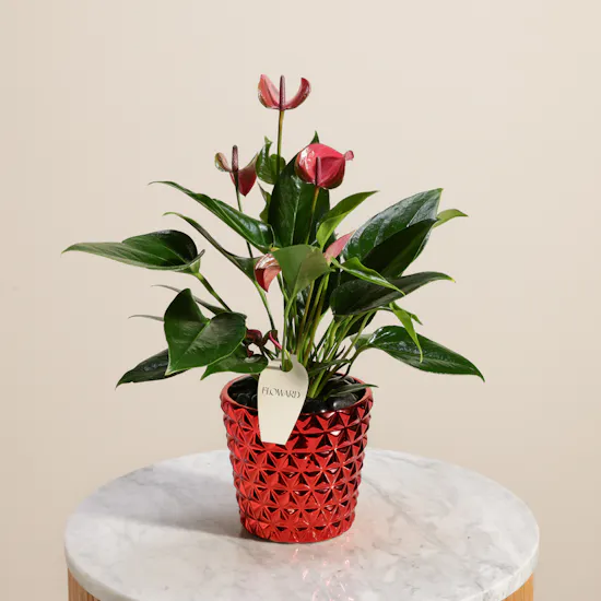 Striking Purple Anthurium Plant