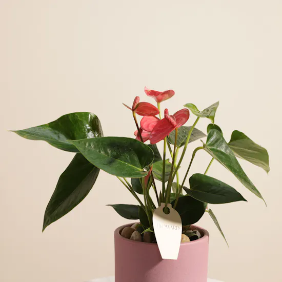 Fancy Pink Anthurium Plant