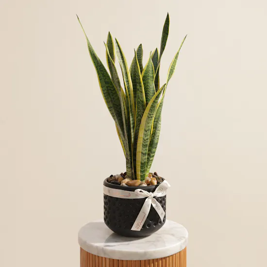 Father's Day Calm Bloom Sansevieria Plant