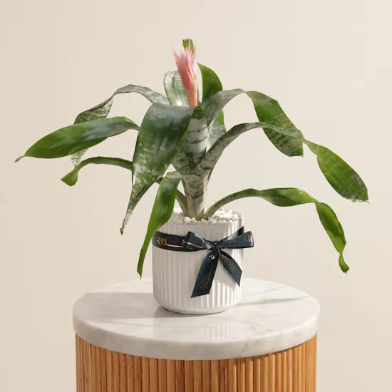 Elegant Aechmea Chantinii Plant