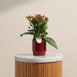 Enchanting Red Kalanchoe Plant