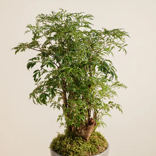 Polyscias Plant