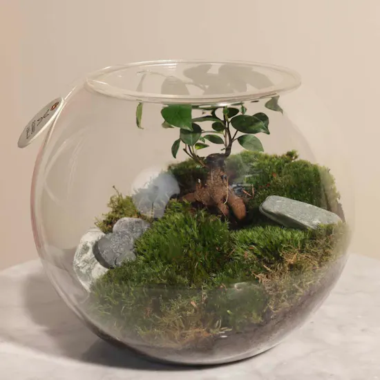 Stunning Terrarium Vase