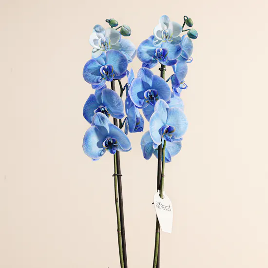 Blue Orchid Plant