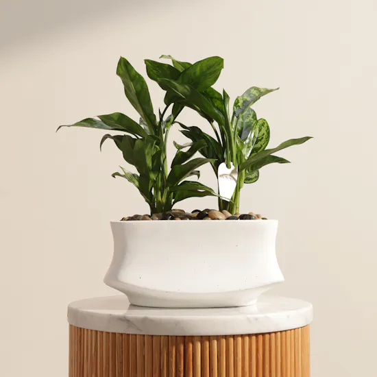 Unique Aglaonema Maria Duo Plants