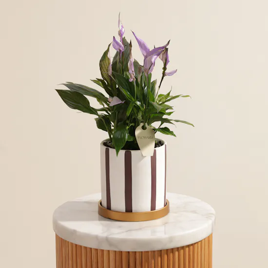 Delicate Purple Spathiphyllum Plant