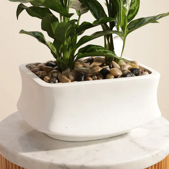 Unique Aglaonema Maria Duo Plants