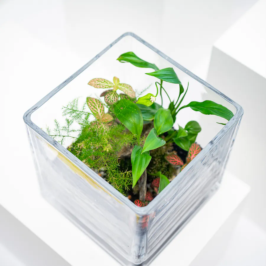 Vivid Tropical Garden | Closed Terrarium  5